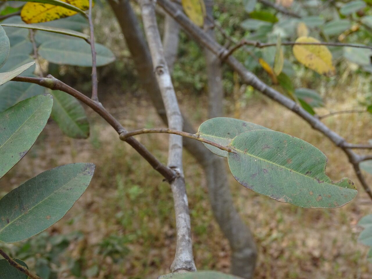 Detarium senegalense bark