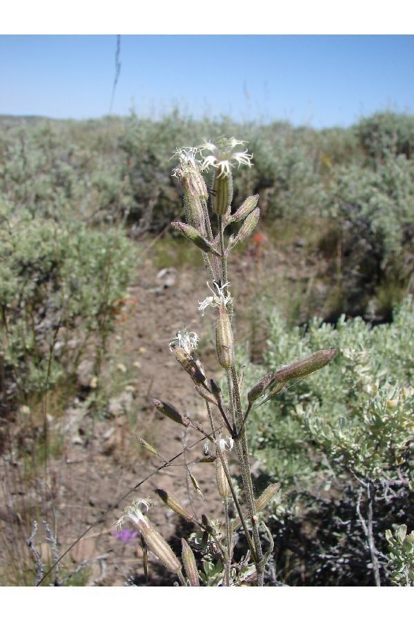 Silene oregana habit