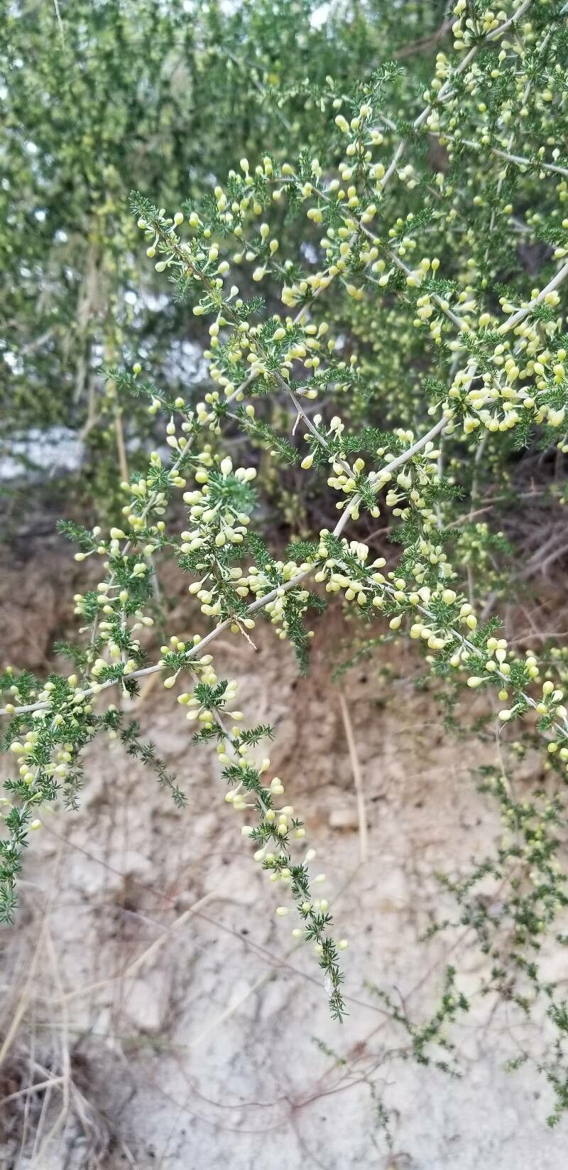 Asparagus albus flower