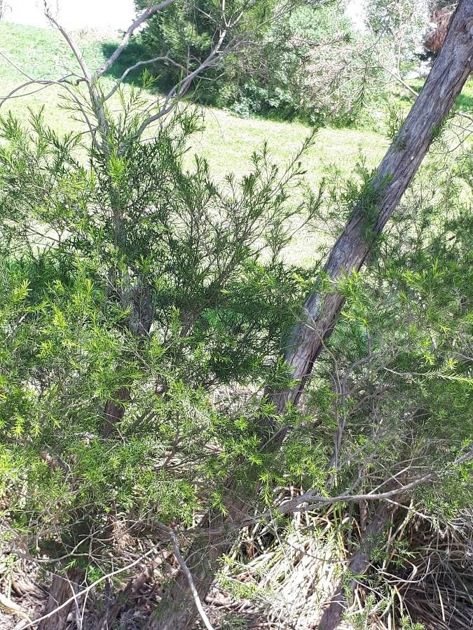 Melaleuca bracteata bark