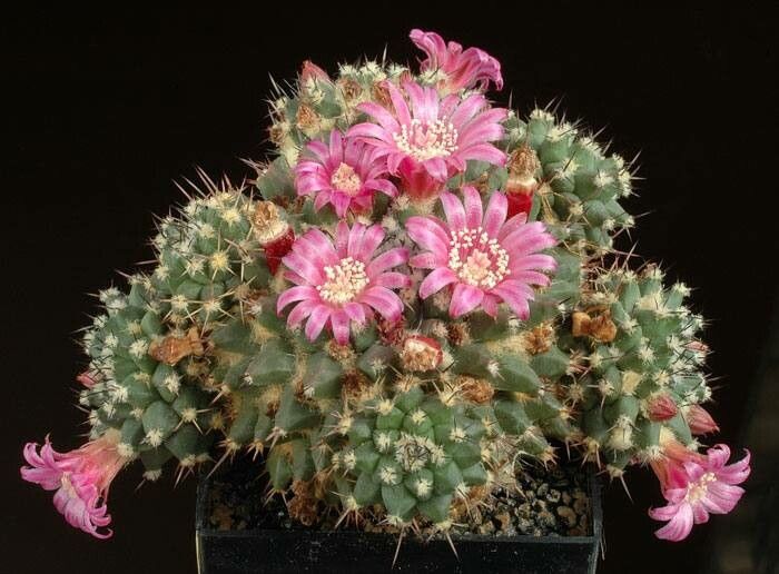 Mammillaria sartorii habit