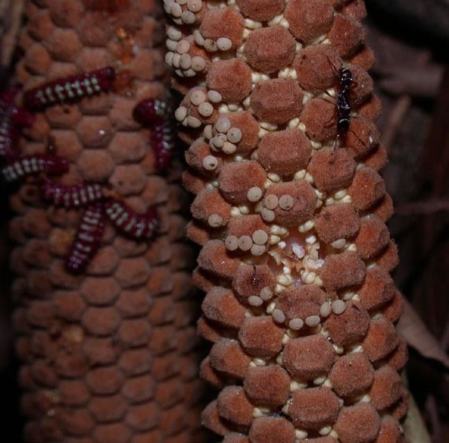 Zamia neurophyllidia fruit