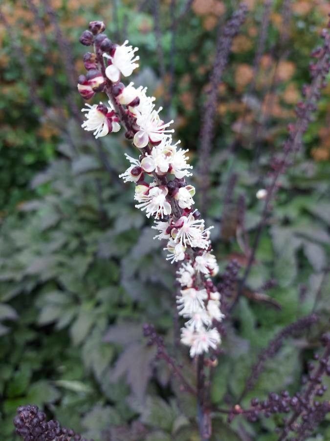 Actaea simplex flower