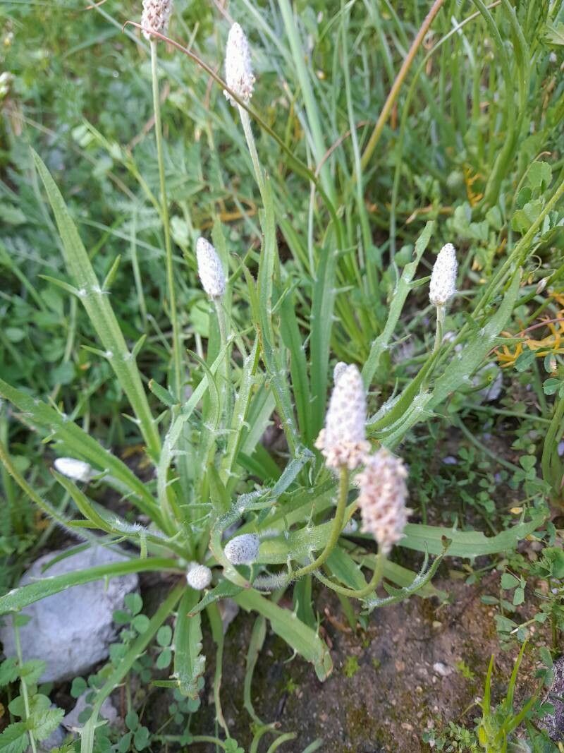 Plantago notata habit