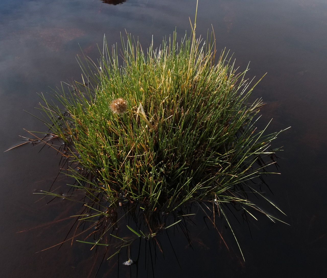 Calamagrostis chrysantha habit