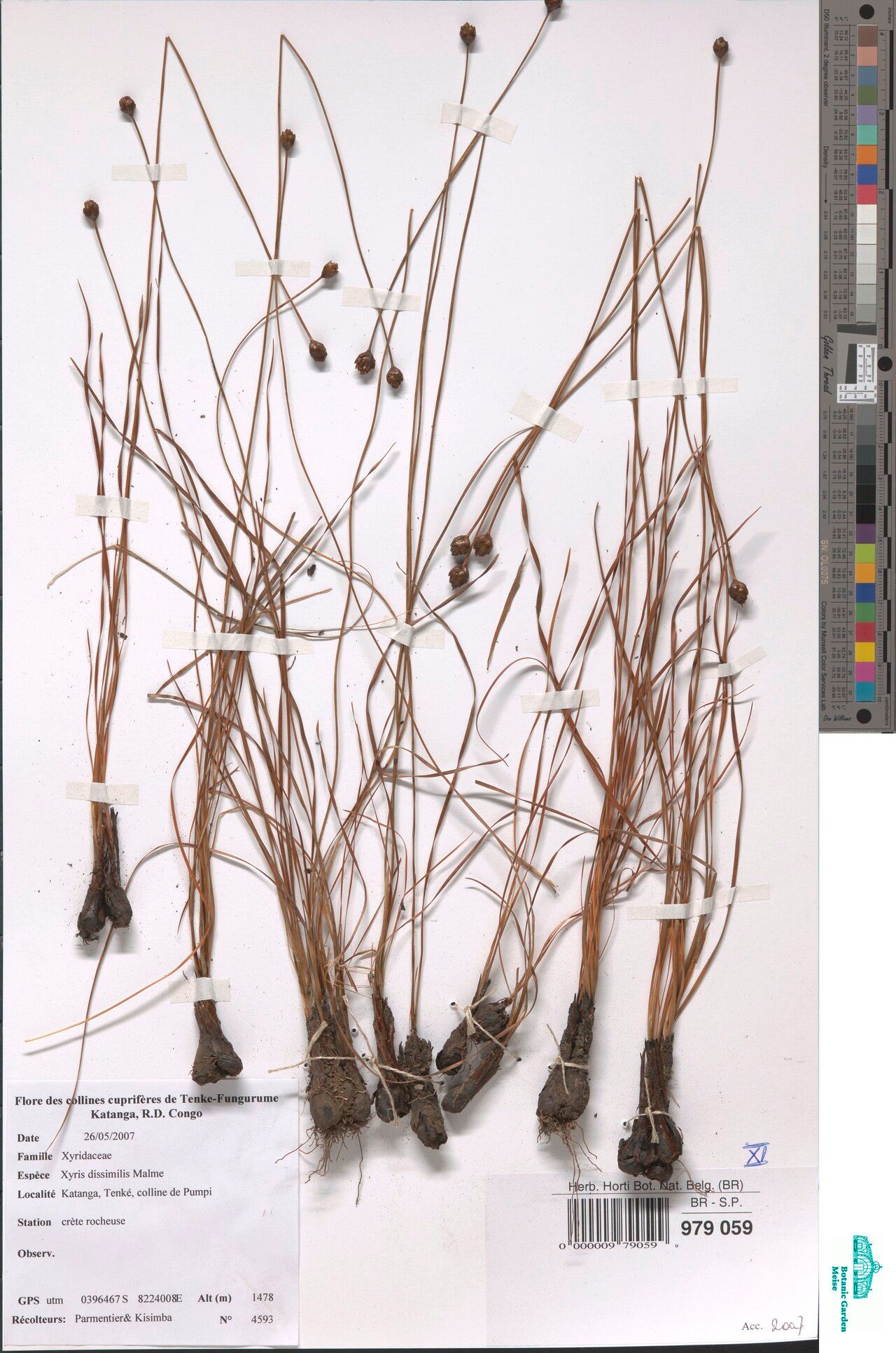 Xyris dissimilis — houseplant care guide