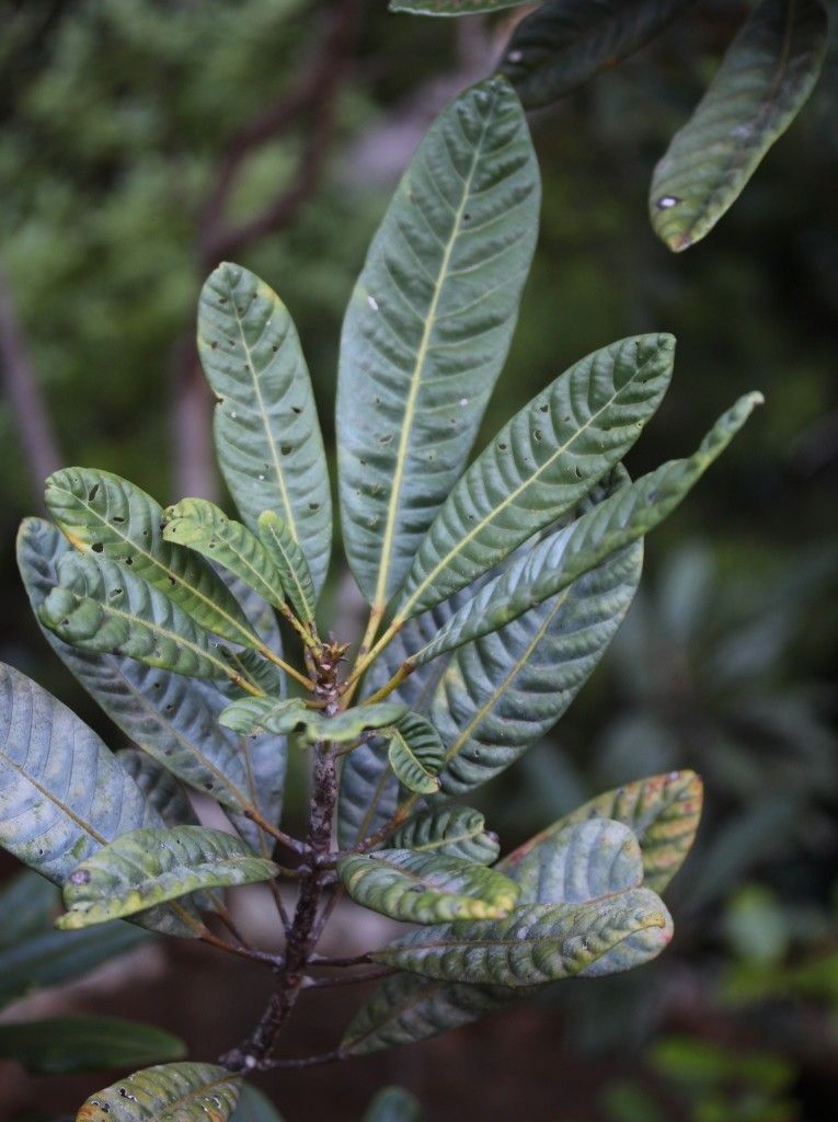Sloanea haplopoda habit