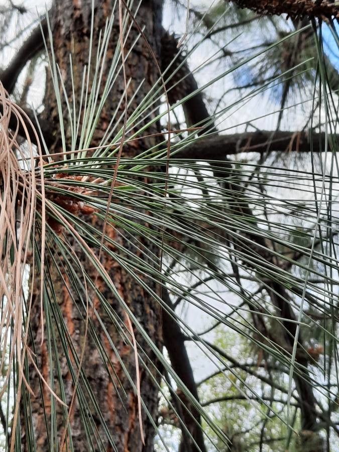 Pinus attenuata leaf