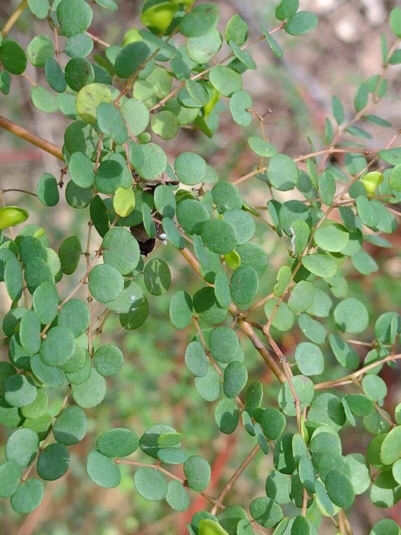 Bossiaea lenticularis — houseplant care guide