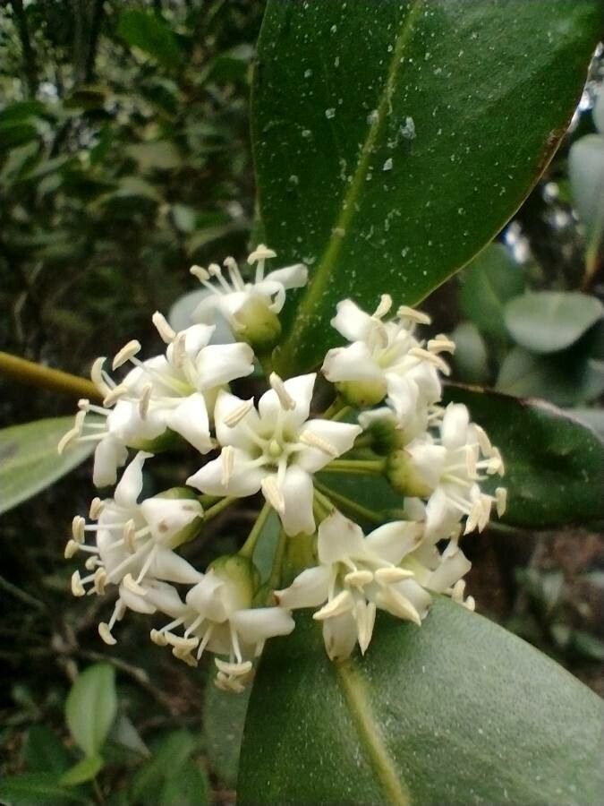 Aegiceras corniculatum flower