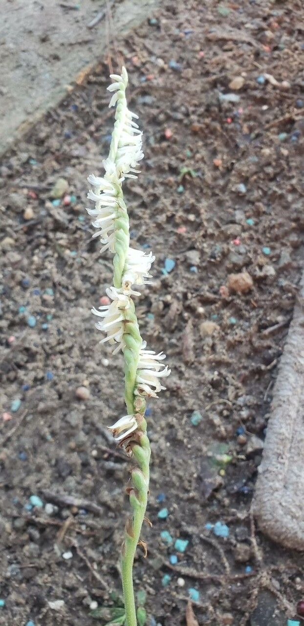 Spiranthes vernalis flower