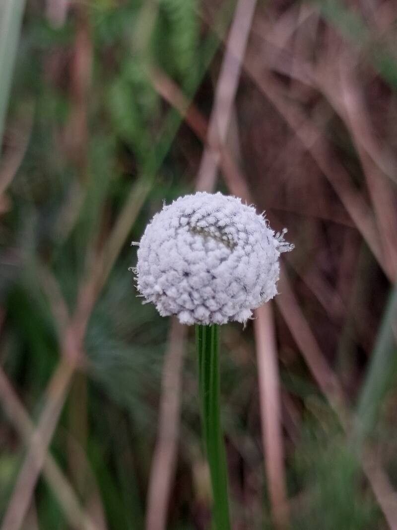 Eriocaulon sexangulare flower