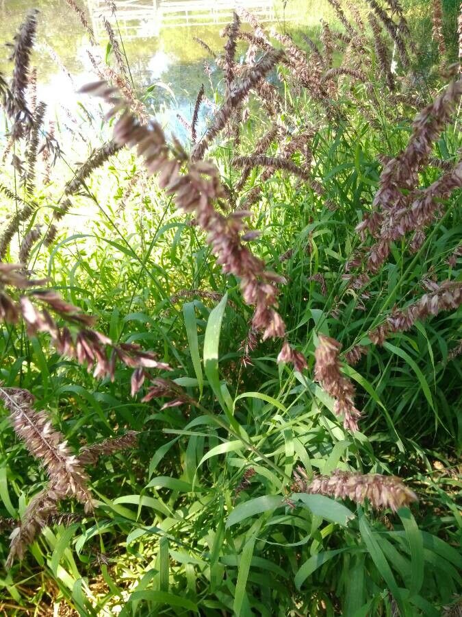 Melica altissima flower