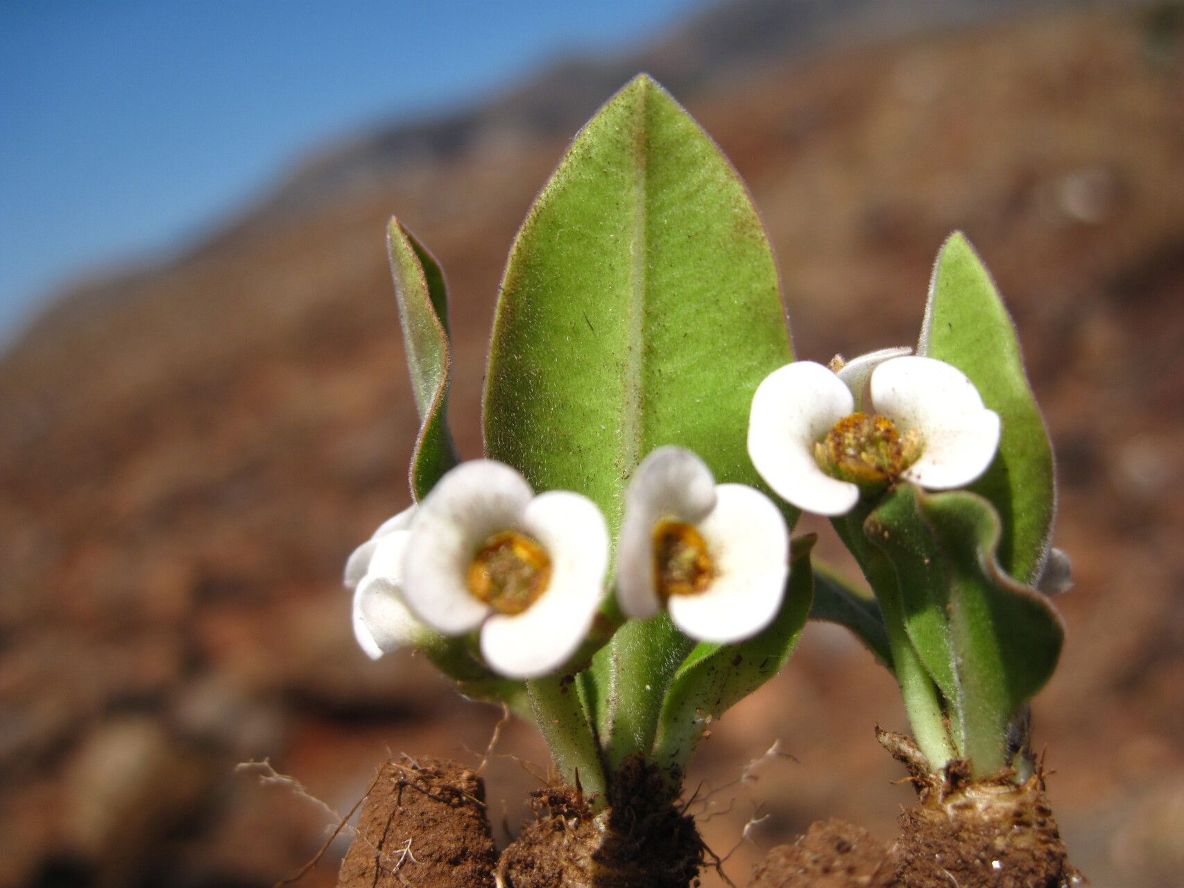 Euphorbia itremensis — houseplant care guide