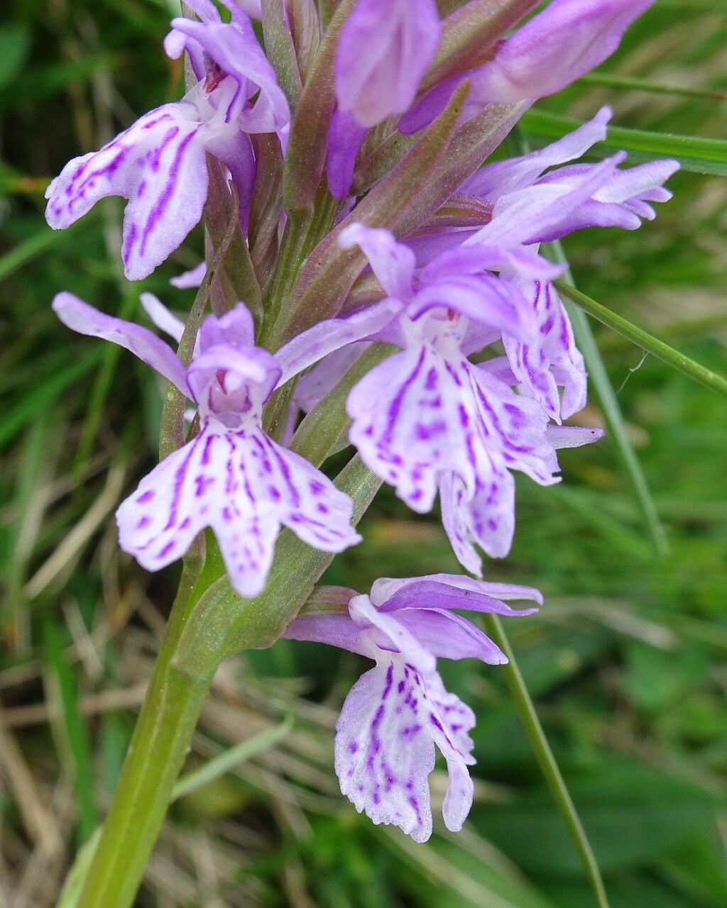 Dactylorhiza maculata flower