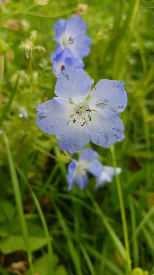 Nemophila phacelioides flower