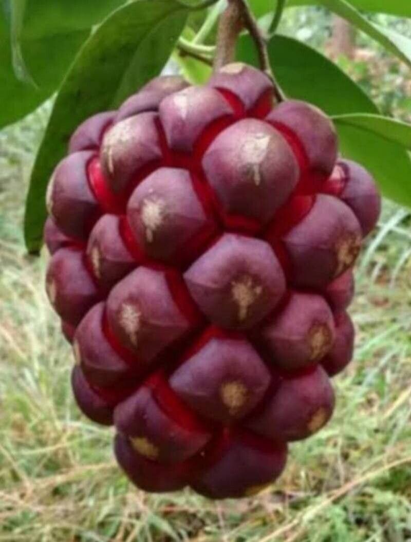 Kadsura coccinea fruit