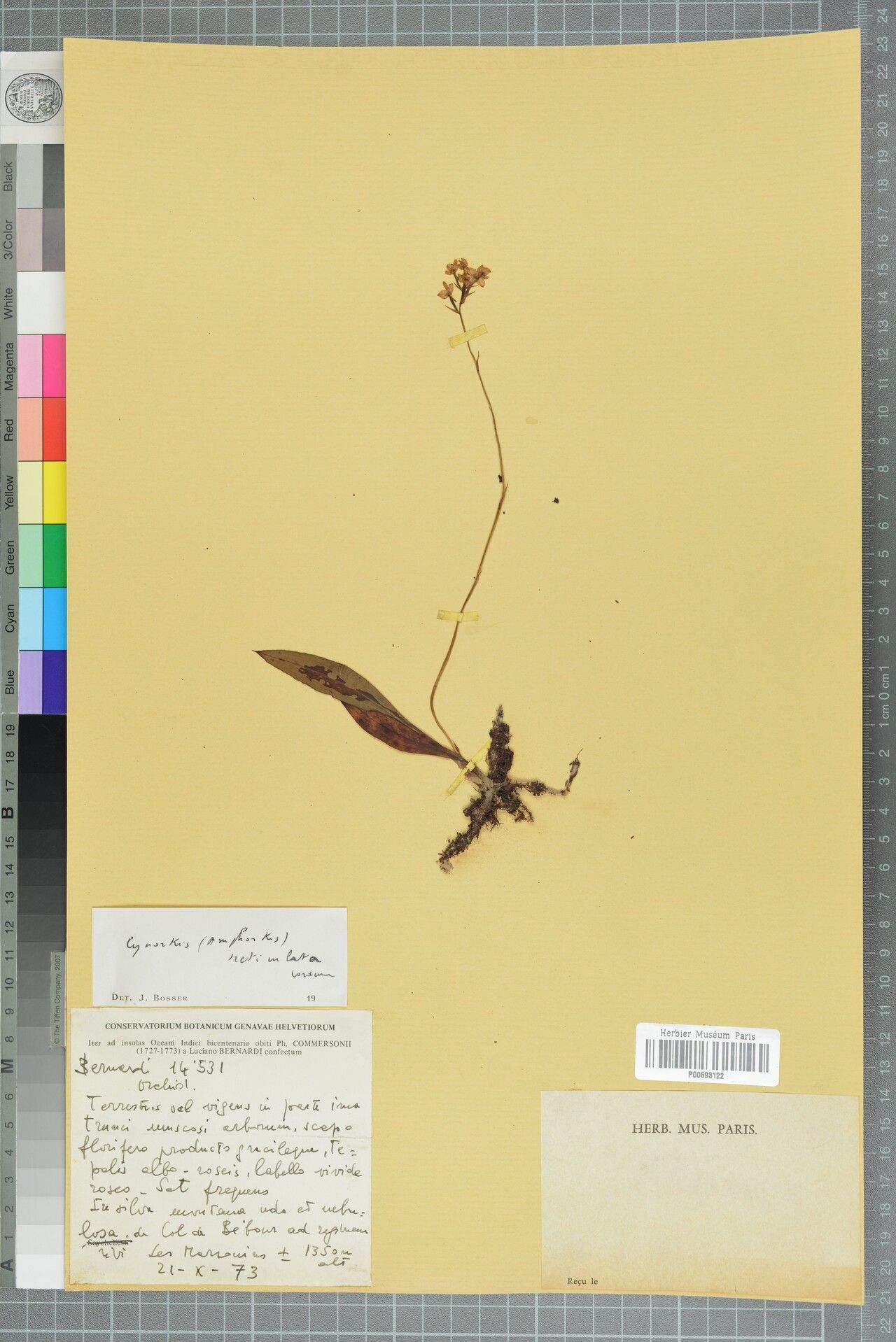 Cynorkis calcarata — houseplant care guide