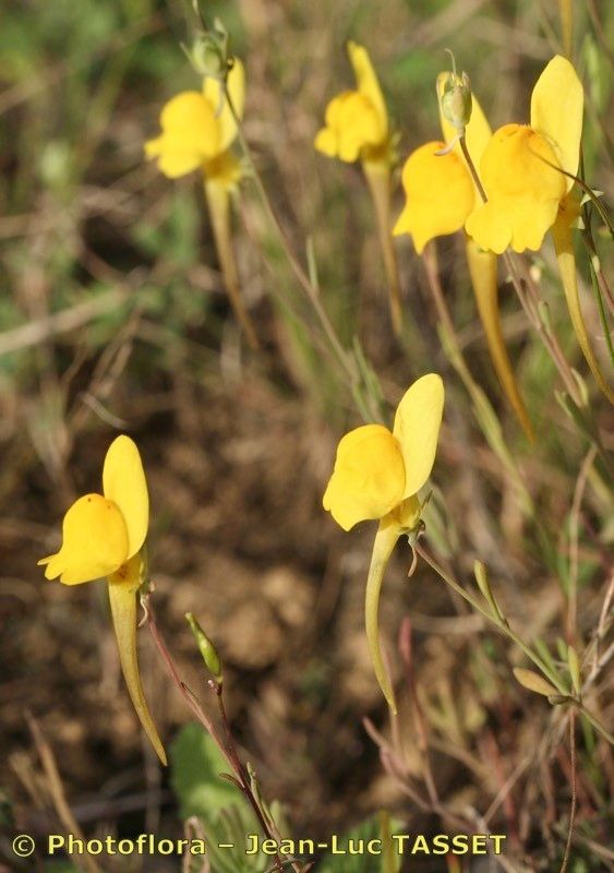 Linaria oligantha — search result for 'Linaria'