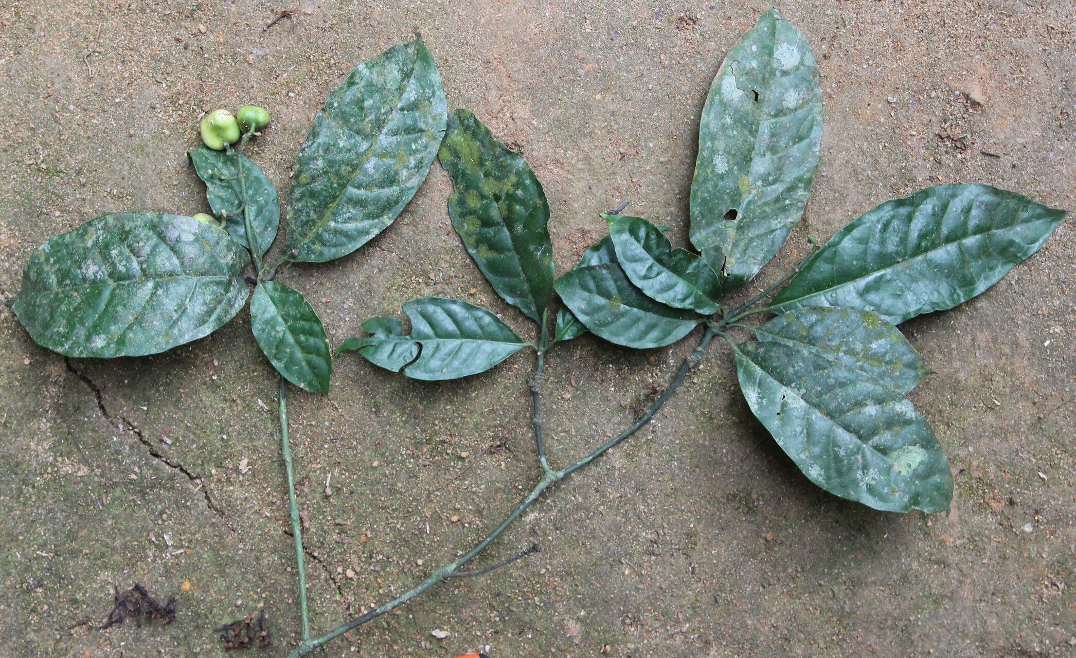 Psychotria taedoumgii leaf