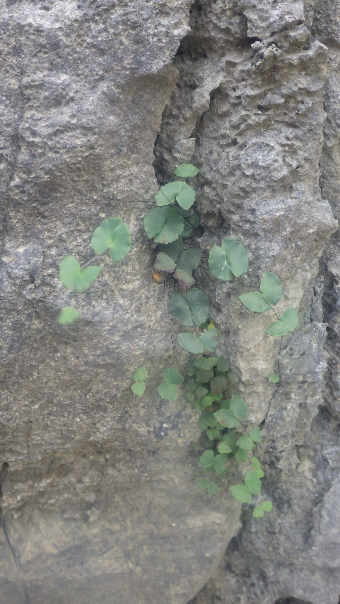 Adiantum papilio habit