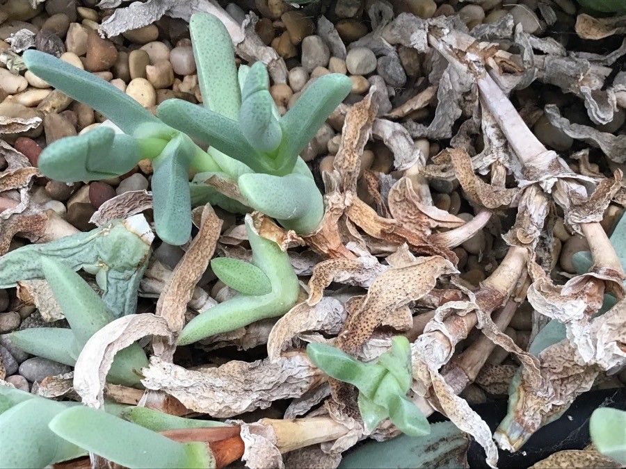 Cheiridopsis denticulata habit