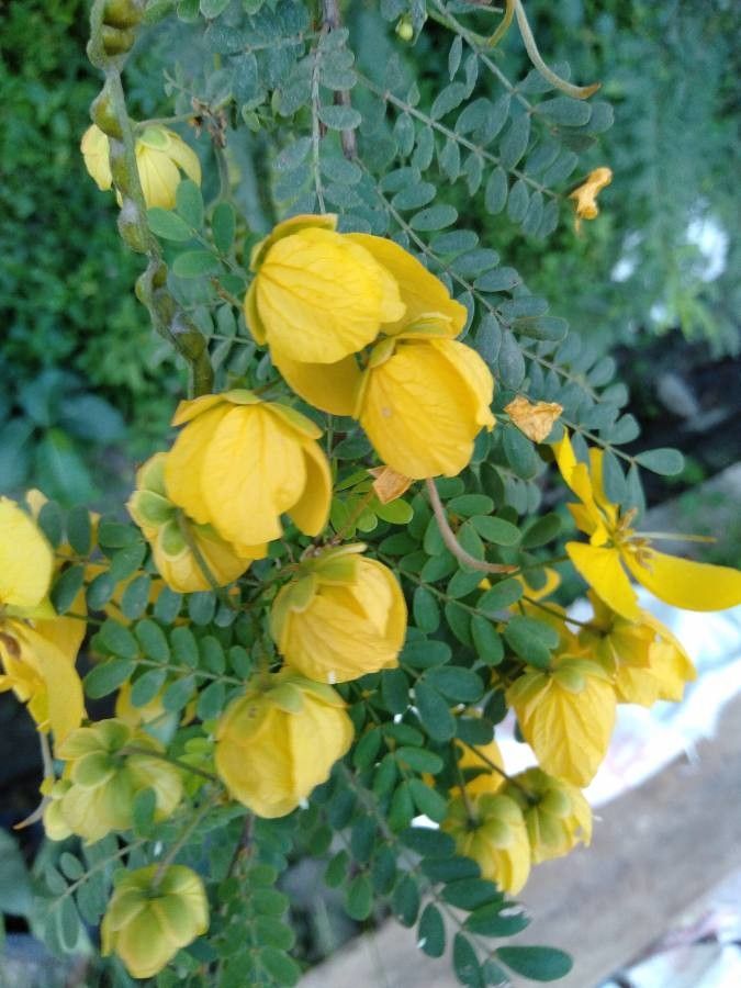 Senna pallida — search result for 'Senna'