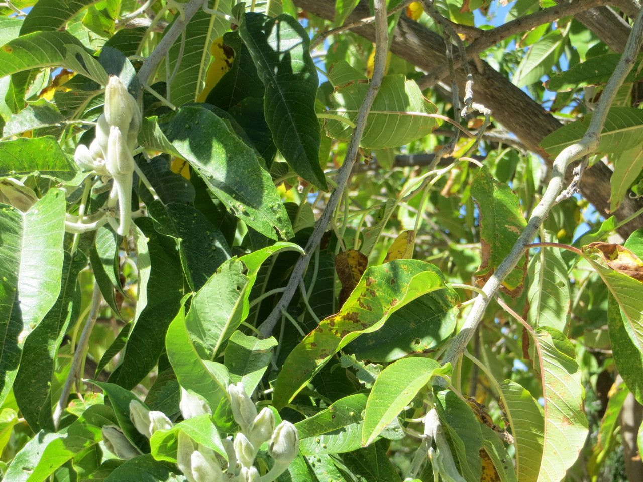 Ipomoea arborescens — search result for 'Ipomoea'
