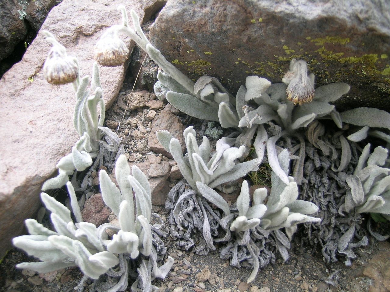 Senecio neeanus — houseplant care guide