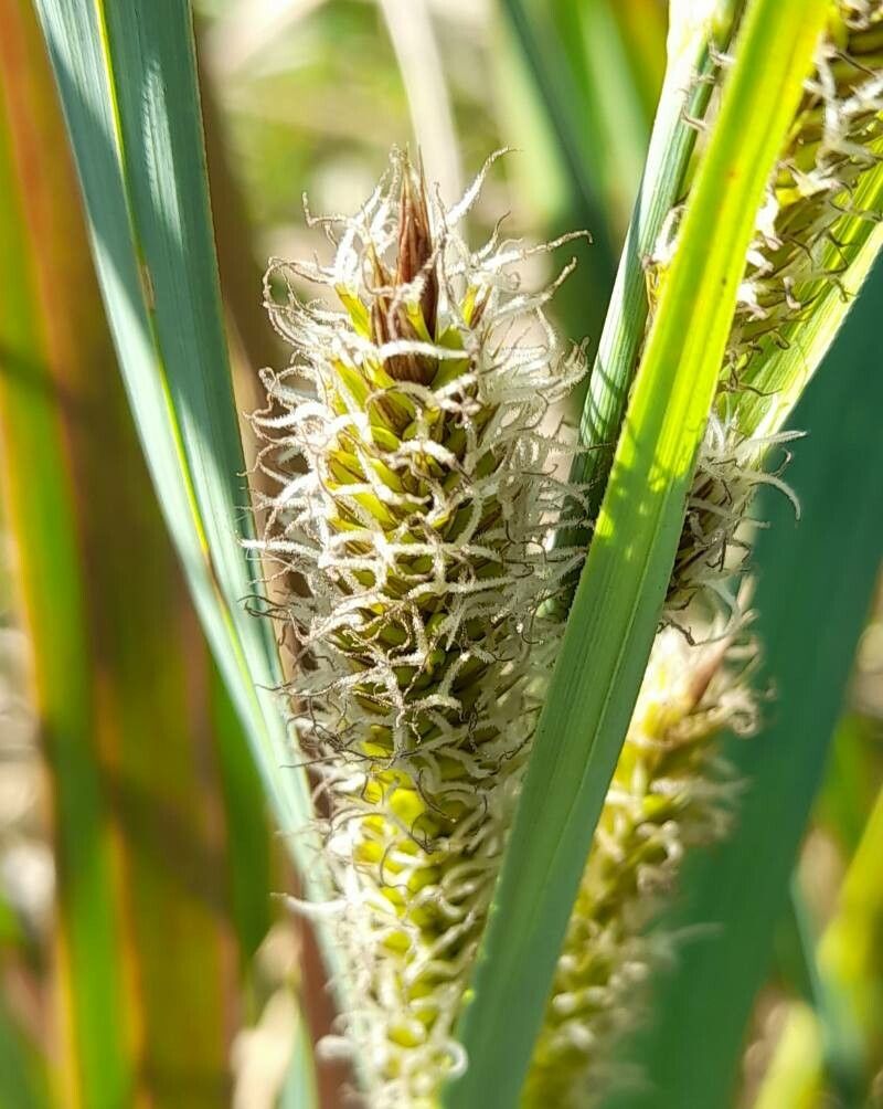 Carex chilensis flower