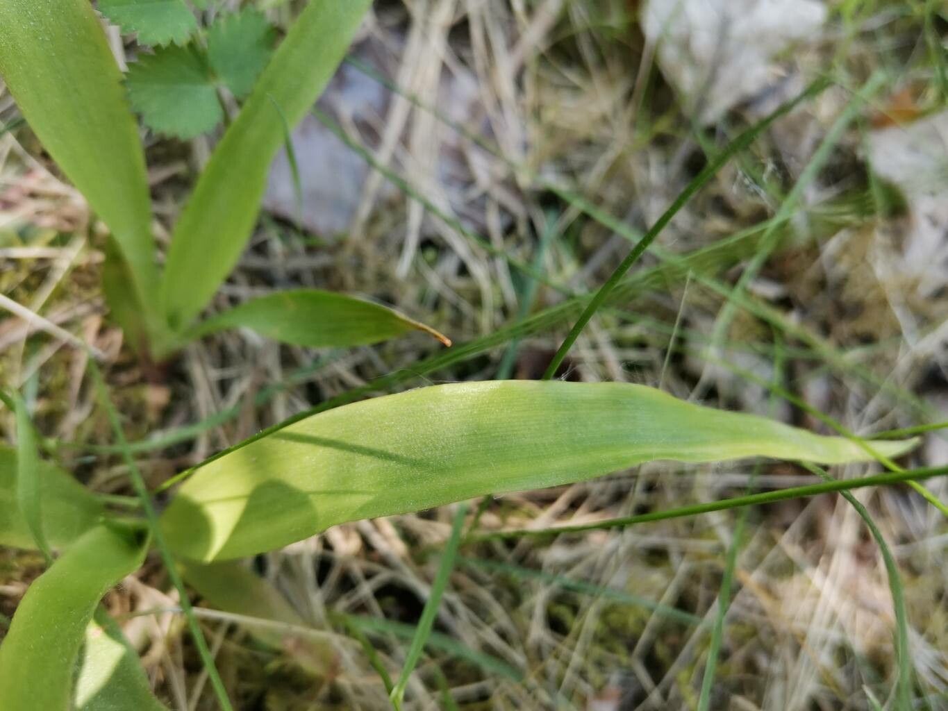 Luzula parviflora — houseplant care guide