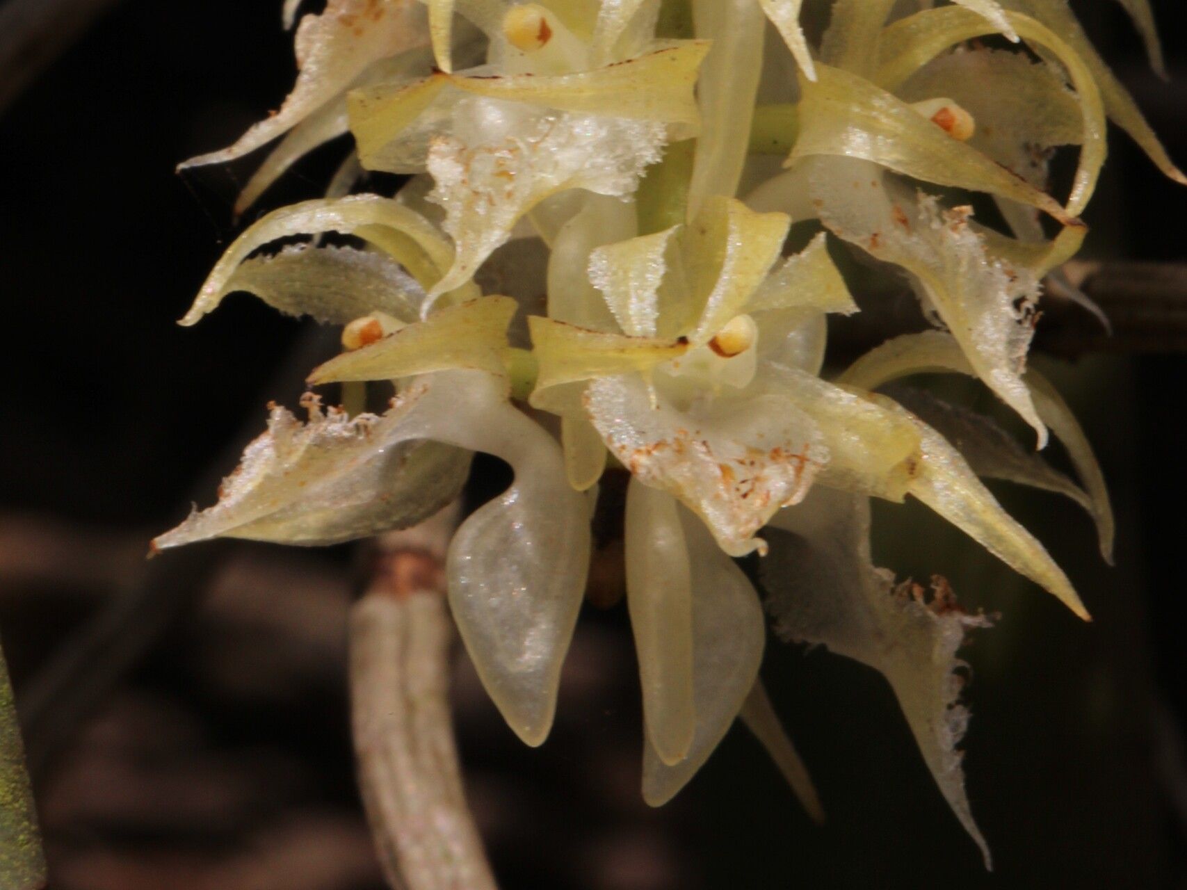 Diaphananthe fragrantissima flower