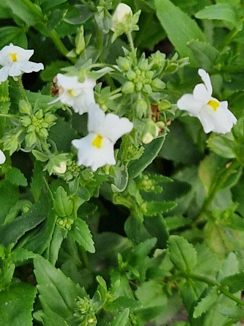 Nemesia versicolor flower