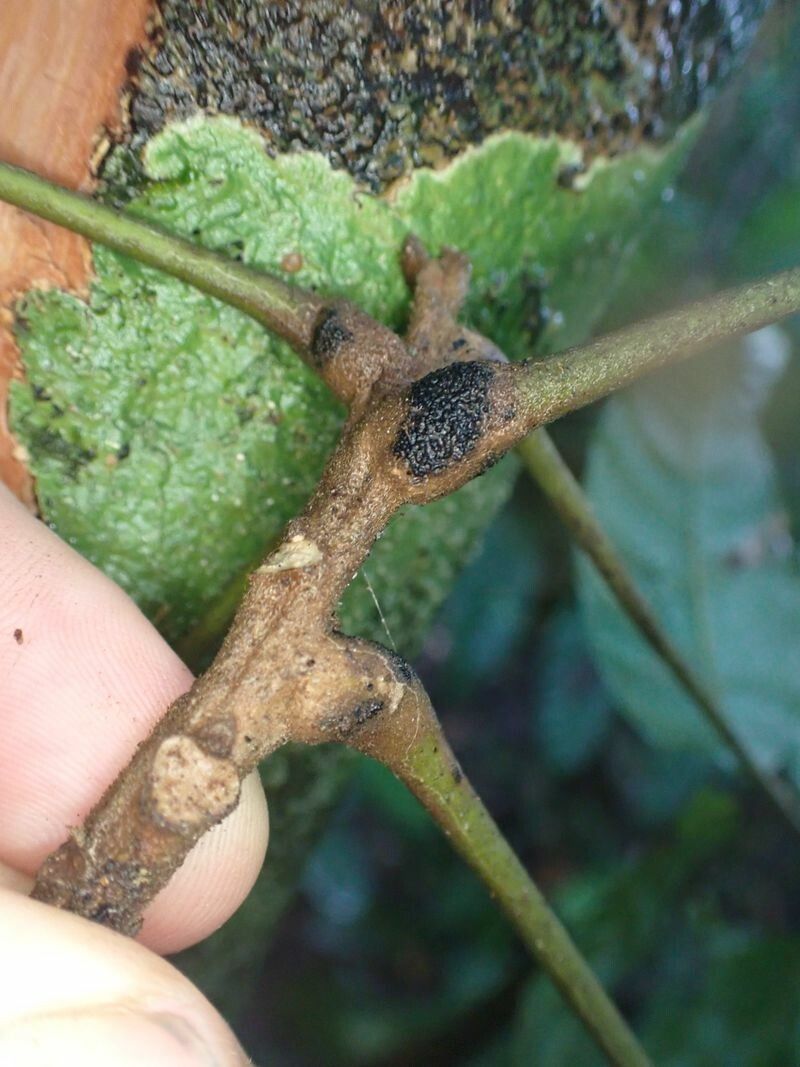 Lecaniodiscus cupanioides bark