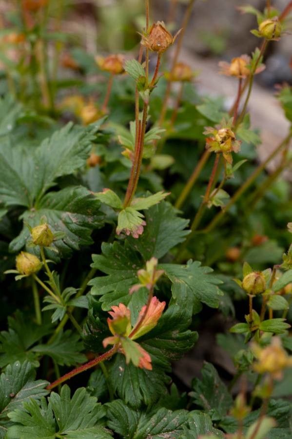 Anemone parviflora — search result for 'Anemone'