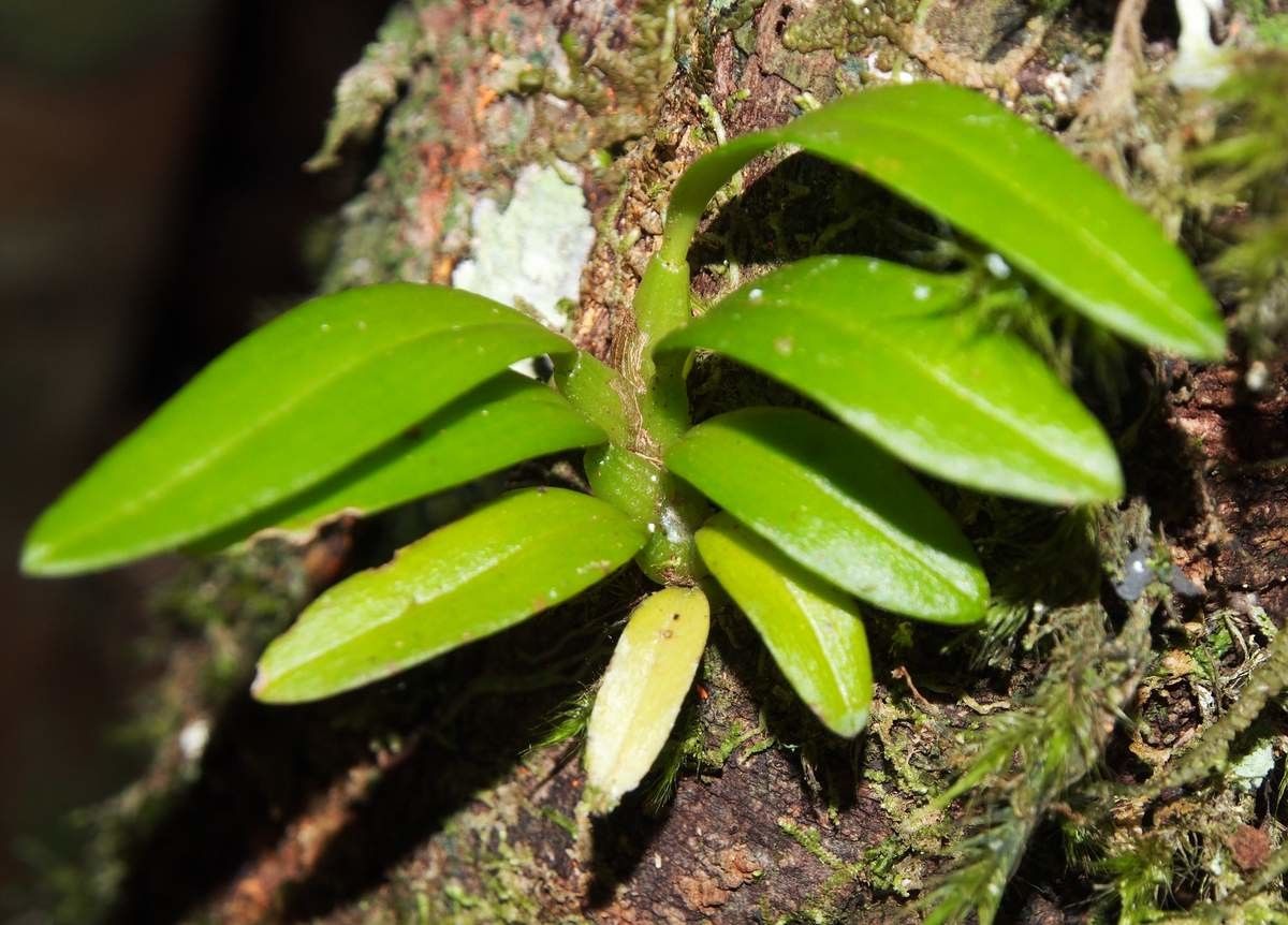 Bulbophyllum aphanopetalum — search result for 'Bulbophyllum'