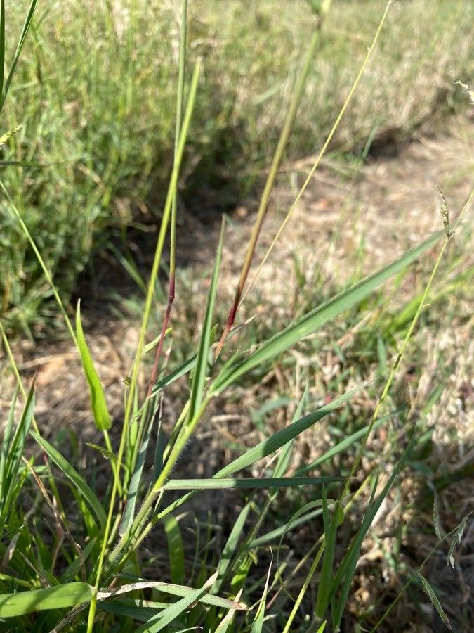 Pennisetum stramineum — search result for 'Pennisetum'