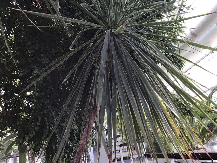Cordyline indivisa