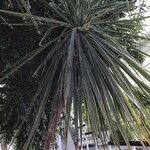 Cordyline indivisa