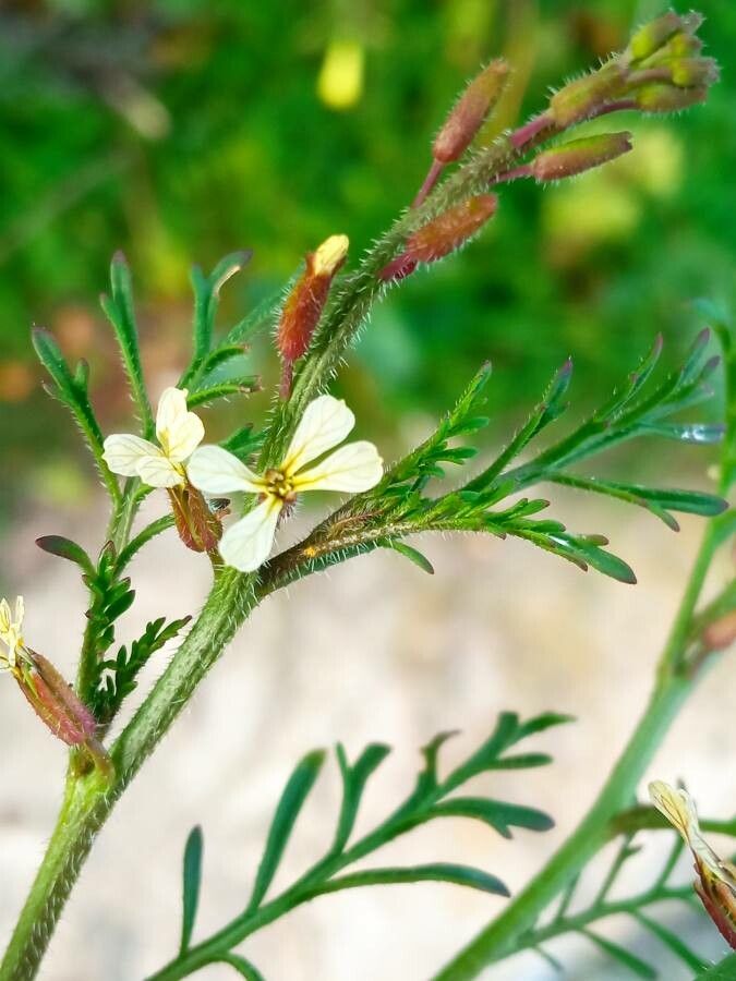Carrichtera annua flower
