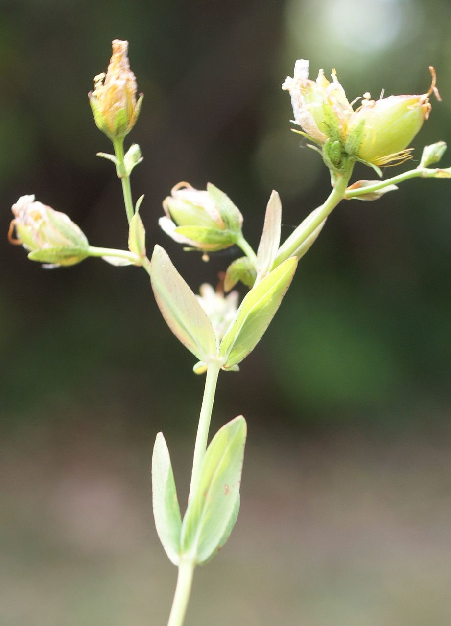 Hypericum australe fruit