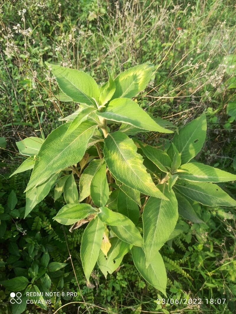 Colebrookea oppositifolia — search result for 'Pakistan'