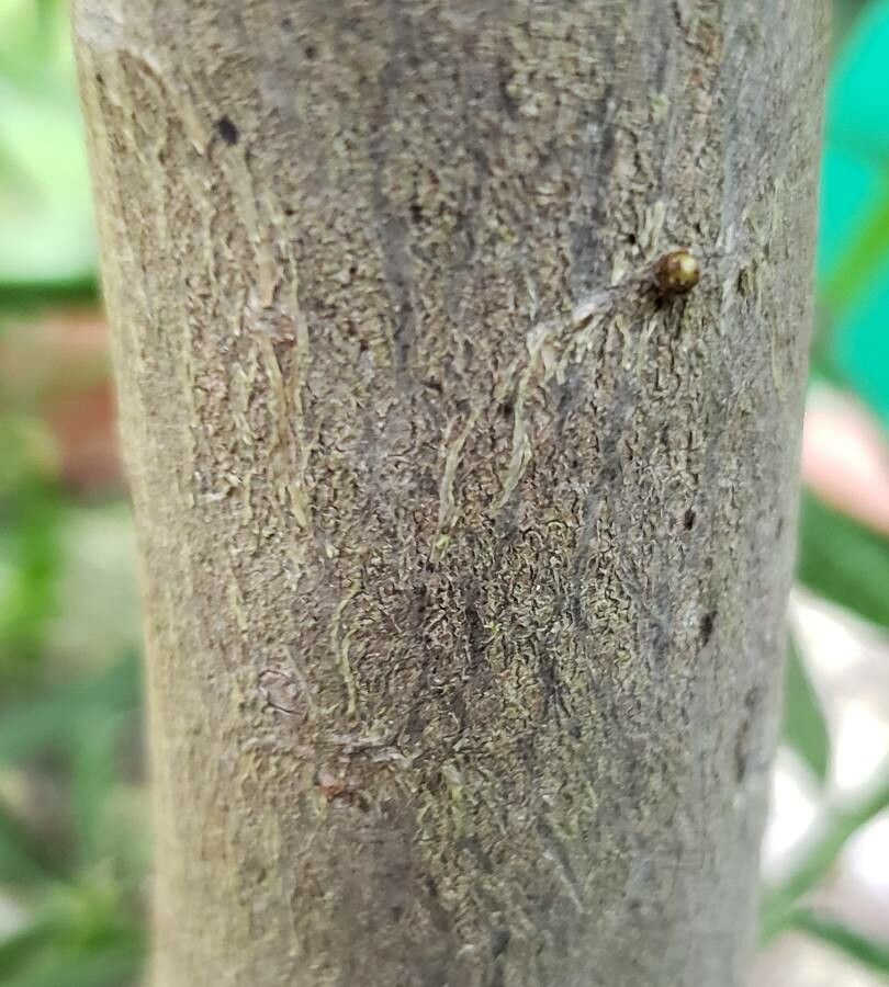 Podocarpus cunninghamii bark