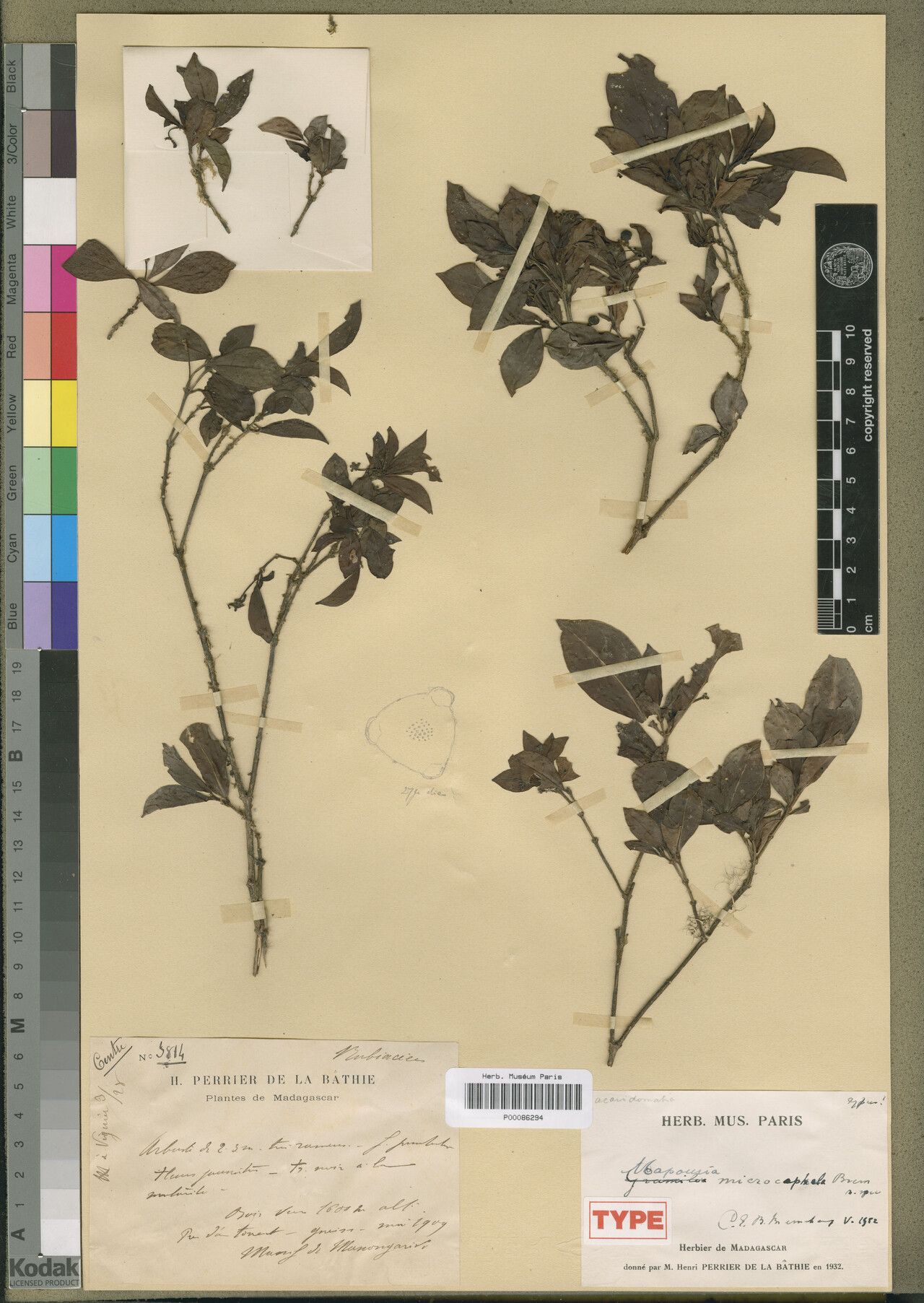 Psychotria leilae — houseplant care guide