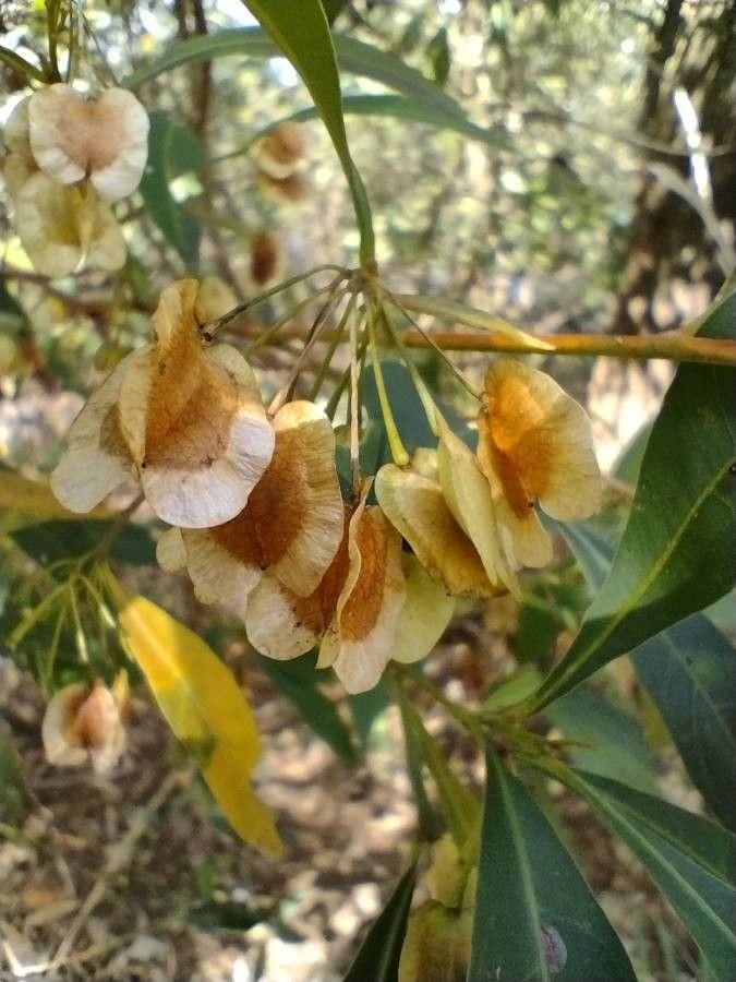 Dodonaea triquetra fruit