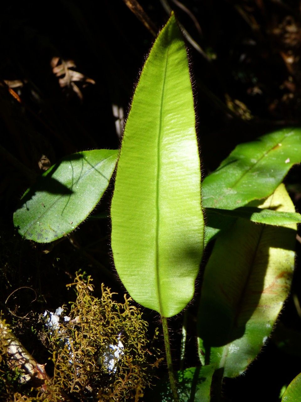 Elaphoglossum hybridum leaf