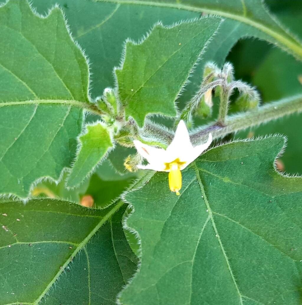 Solanum luteum flower