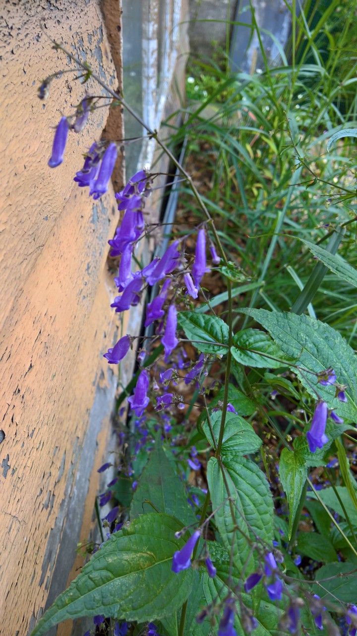 Isodon effusus flower