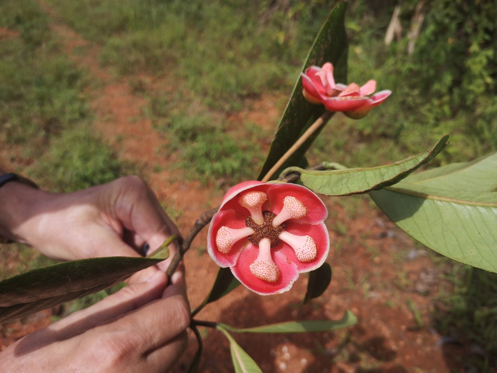 Allanblackia gabonensis flower