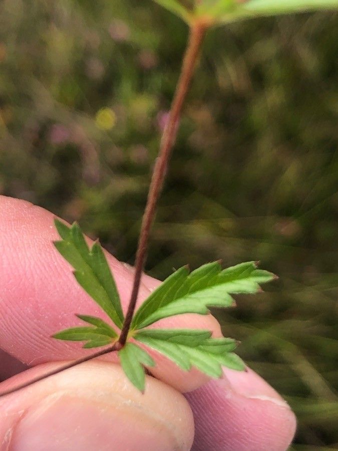 Potentilla erecta leaf